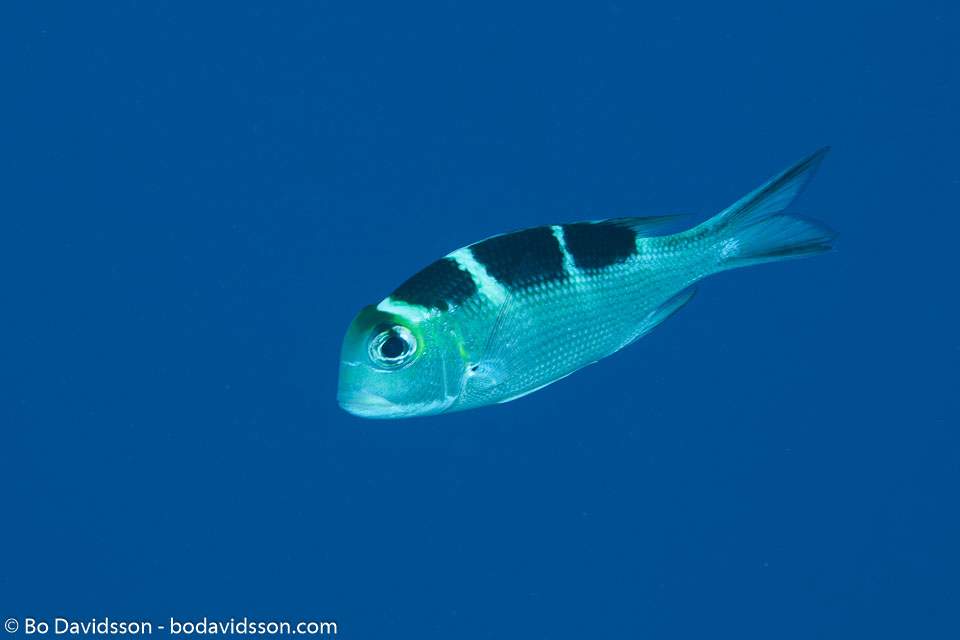 BD-150422-Maldives-7775-Monotaxis-grandoculis-(Forsskål.-1775)-[Humpnose-big-eye-bream].jpg